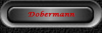 Dobermann