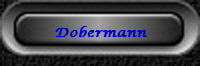 Dobermann