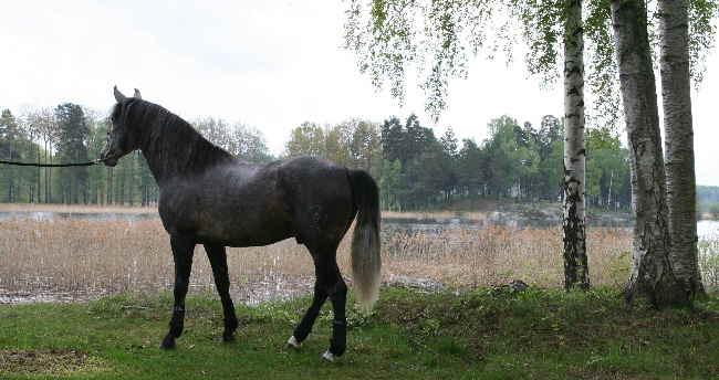 06-05-21, Rasparad Sgudden 005