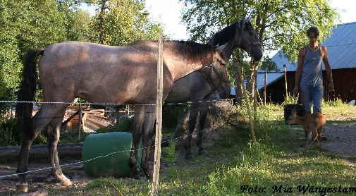 2006-07-27, Rdjur 044