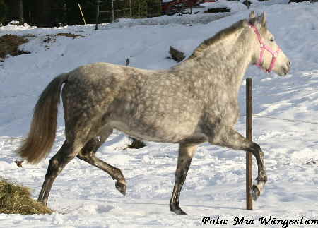 2007-02-01, Stona i hagen 014 2007-02-01, Stona i hagen 014