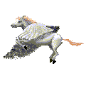 hrsefly