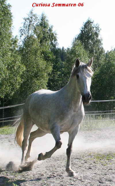 2006-07-27, Rdjur 120