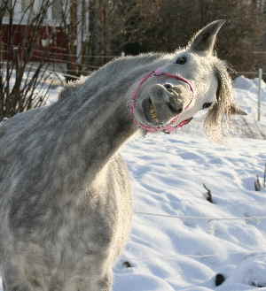 2007-02-01, Stona i hagen 070