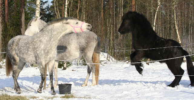 2007-02-01, Stona i hagen 104