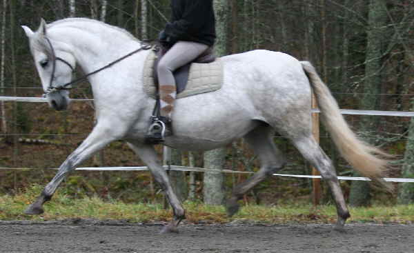 2007-10-30, Farruca & Novela 110