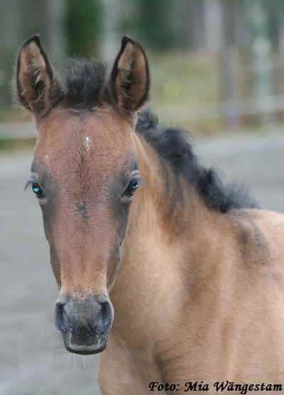 2007-10-30, Farruca & Novela 137