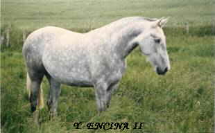 Curiosas Mor