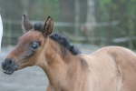2007-10-30, Farruca & Novela 133